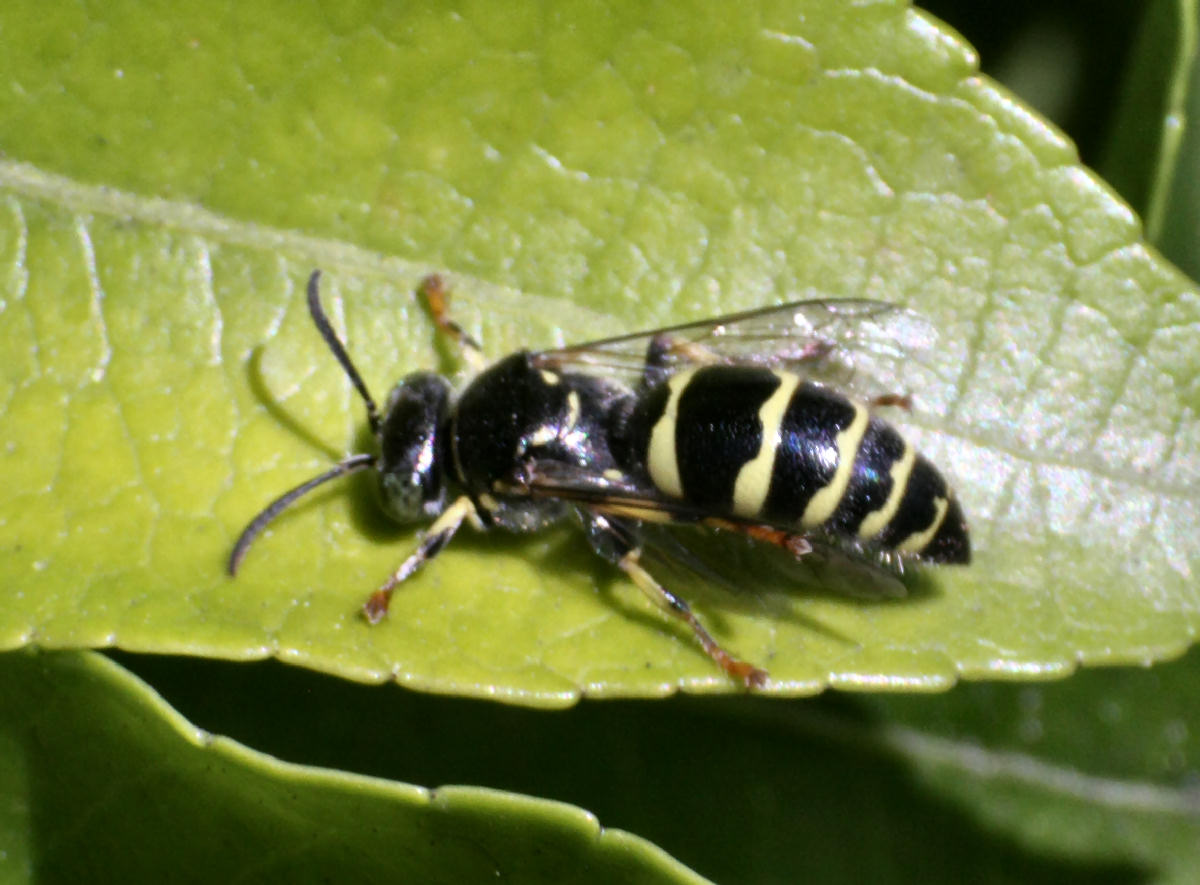 Ceriana vespiformis ??? - no imenottero